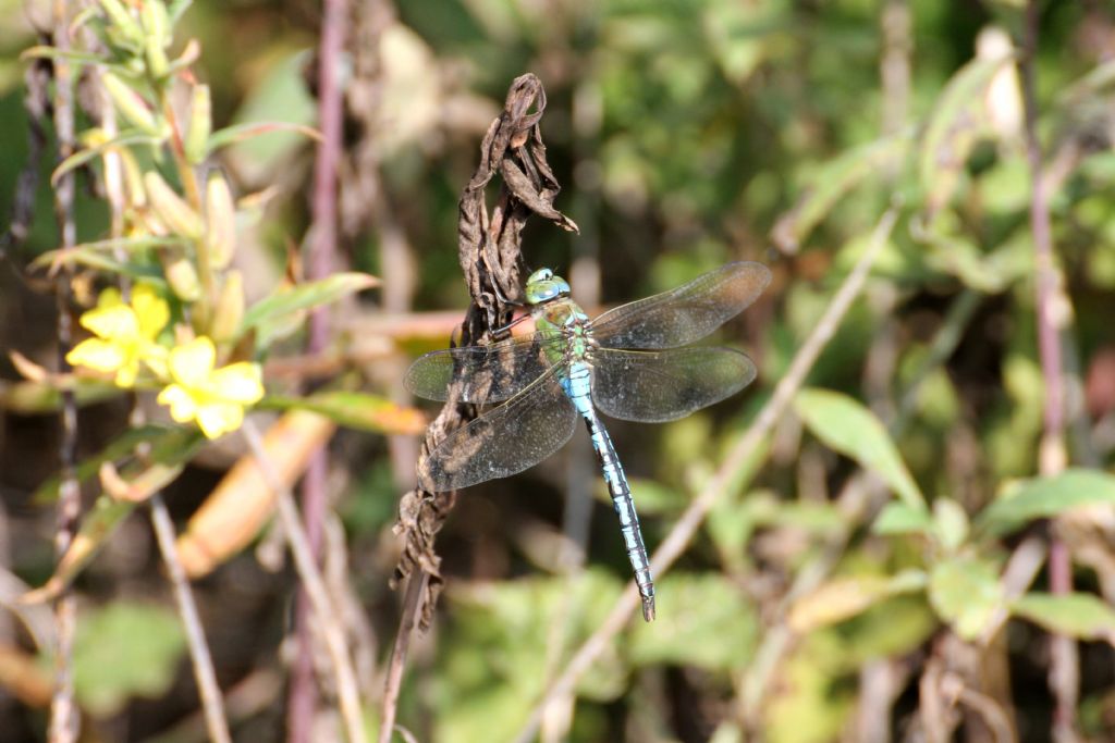 Anax imperator, maschio